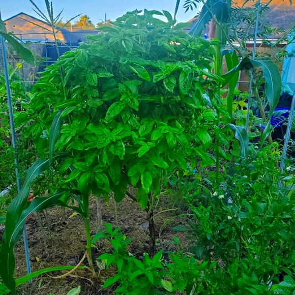 Meet your Posher, Suzys Mom - Picture 1 of 1